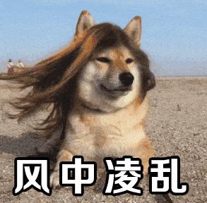 狗狗来大姨妈怎么办？