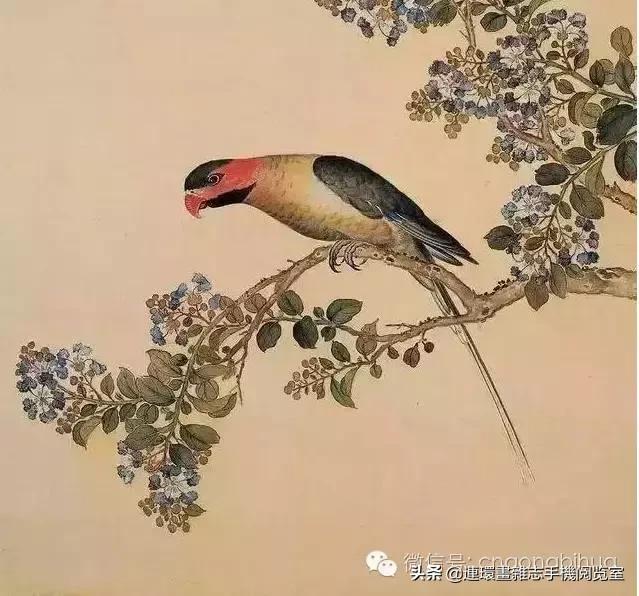 清宫鸟谱,清宫秘传鸟谱大全