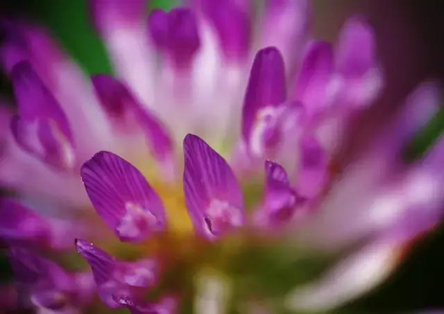 3秒钟搞懂圆的面积,景深入门基础教程