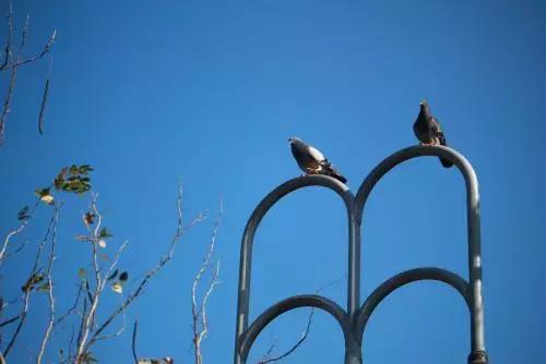 席慕蓉夏日午后朗诵,席慕蓉冬日的午后