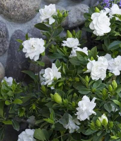 栀子花树怎么养才能开花更旺盛,养栀子花的技巧与方法