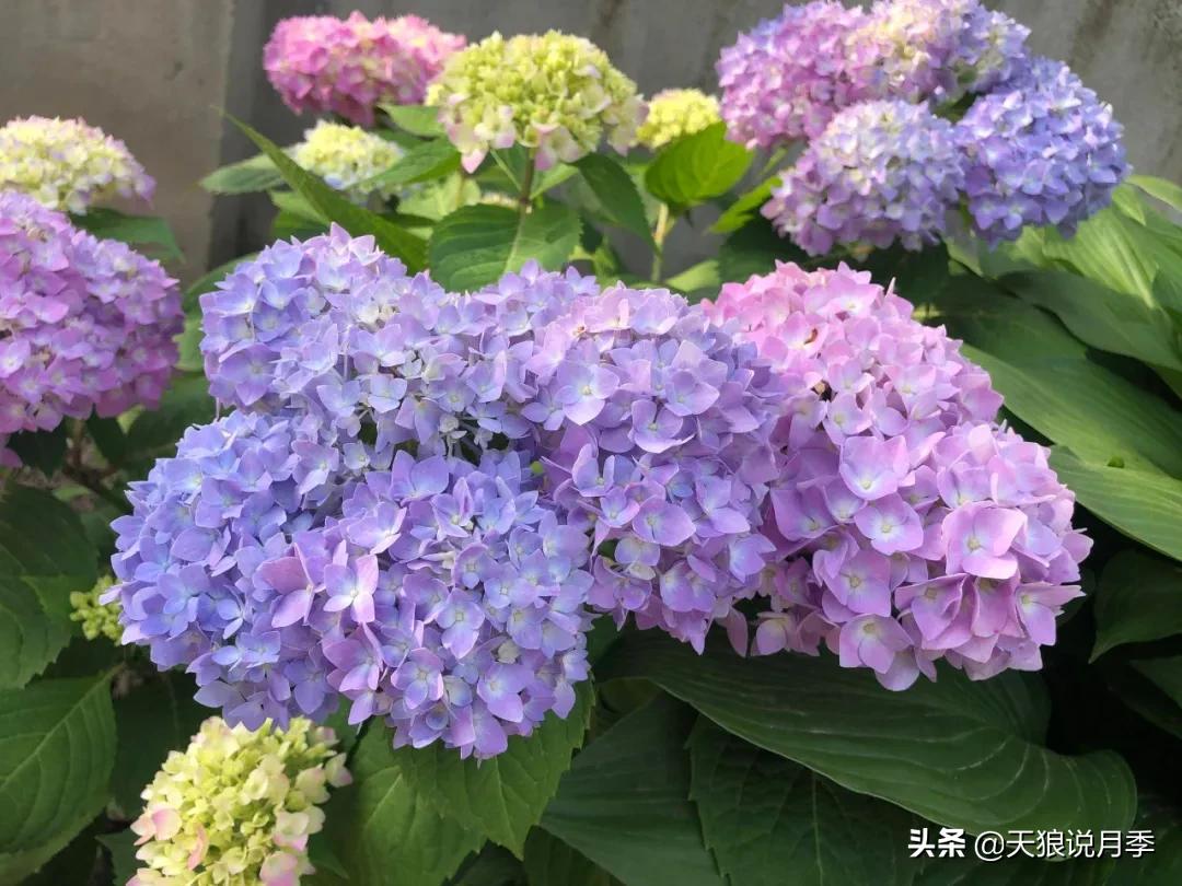 圆滚滚的绣球，瀑布般的花墙，这届花友也太会种花了吧