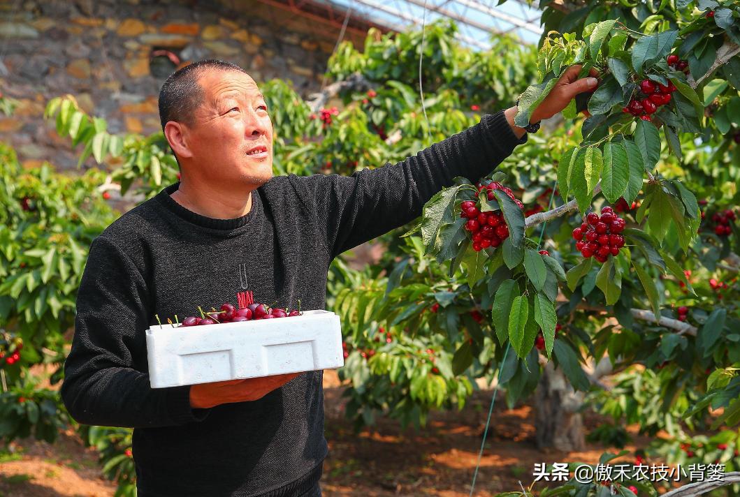 温室大棚大樱桃的高产栽培技术,一根棍大樱桃密植高产树形管理