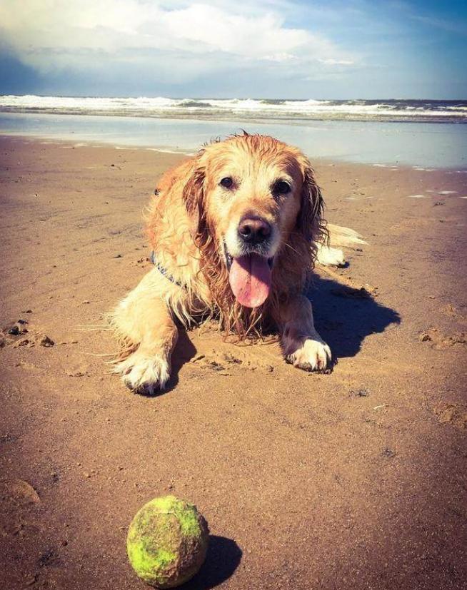 金毛狗狗的优点和缺点,金毛为什么那么好看