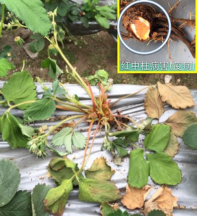 草莓炭疽病与根腐病是什么引起的,安徽草莓炭疽病零星发病怎么办