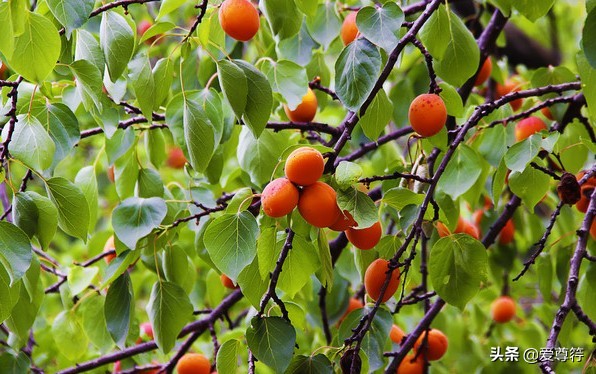 中国五大银杏大道,中国五大银杏基地排名