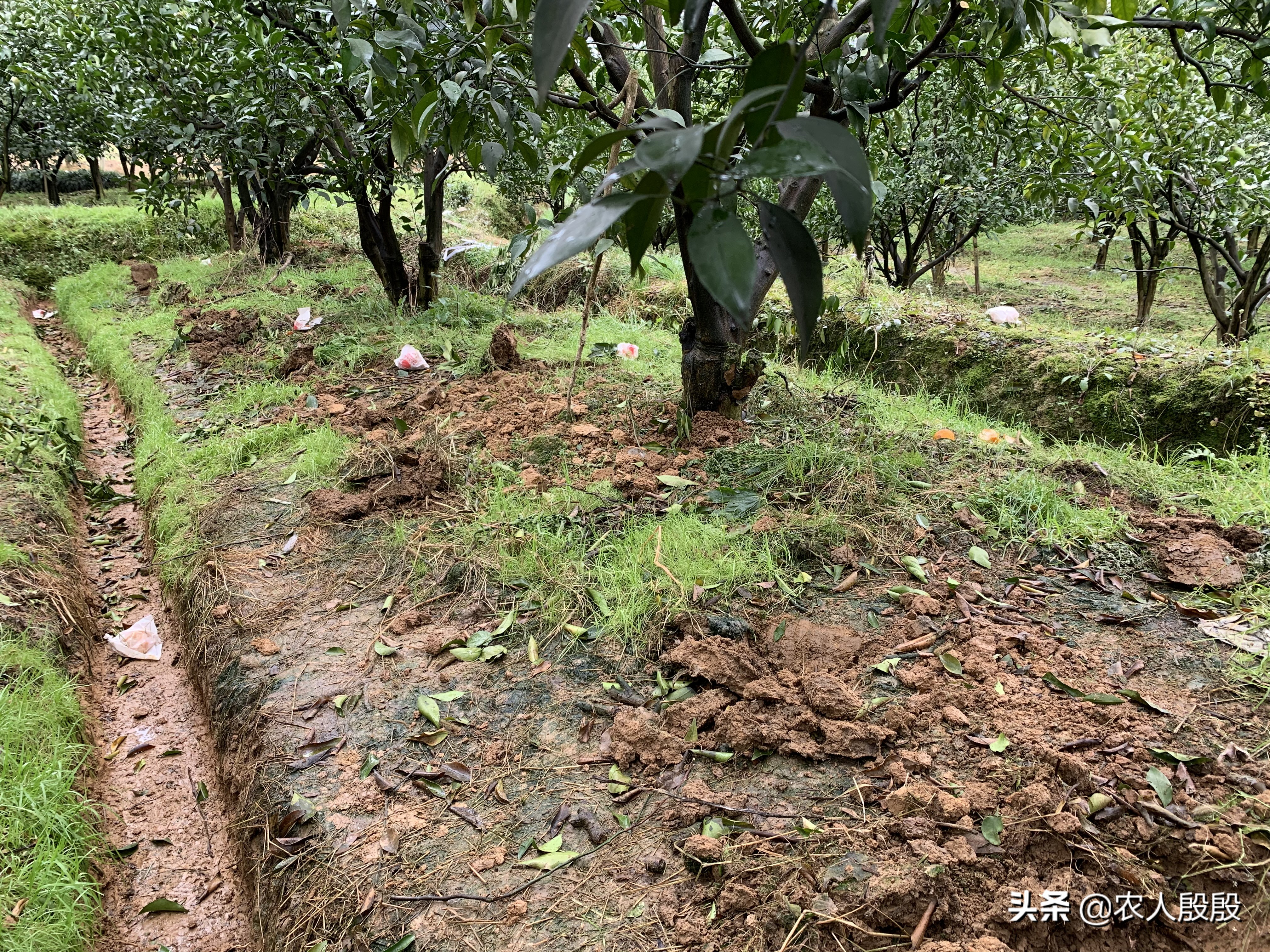 柑橘结完果怎么更新树枝,柑橘树如何留果