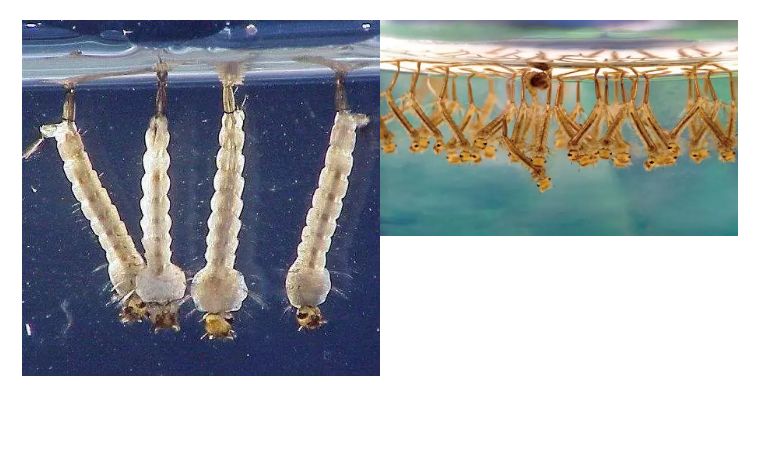 魃魈魁鬾魑魅魍魉怎么读,魃魈魁鬾魑魅魍魉怎么发音