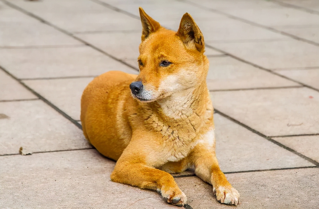 哪种狗最好养又不会生病,什么狗最聪明但很多人不愿意养
