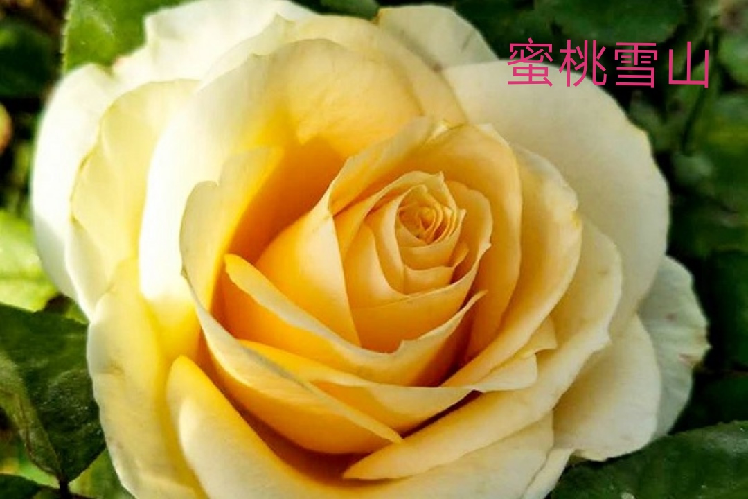 切花火焰月季,适合新手的切花月季