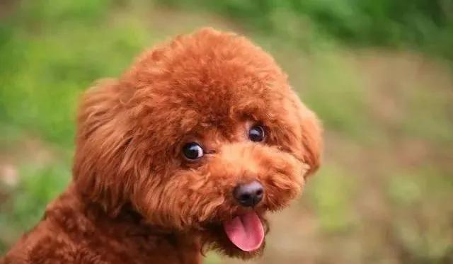 怎样判断泰迪是不是纯种,如何判断泰迪是不是纯种