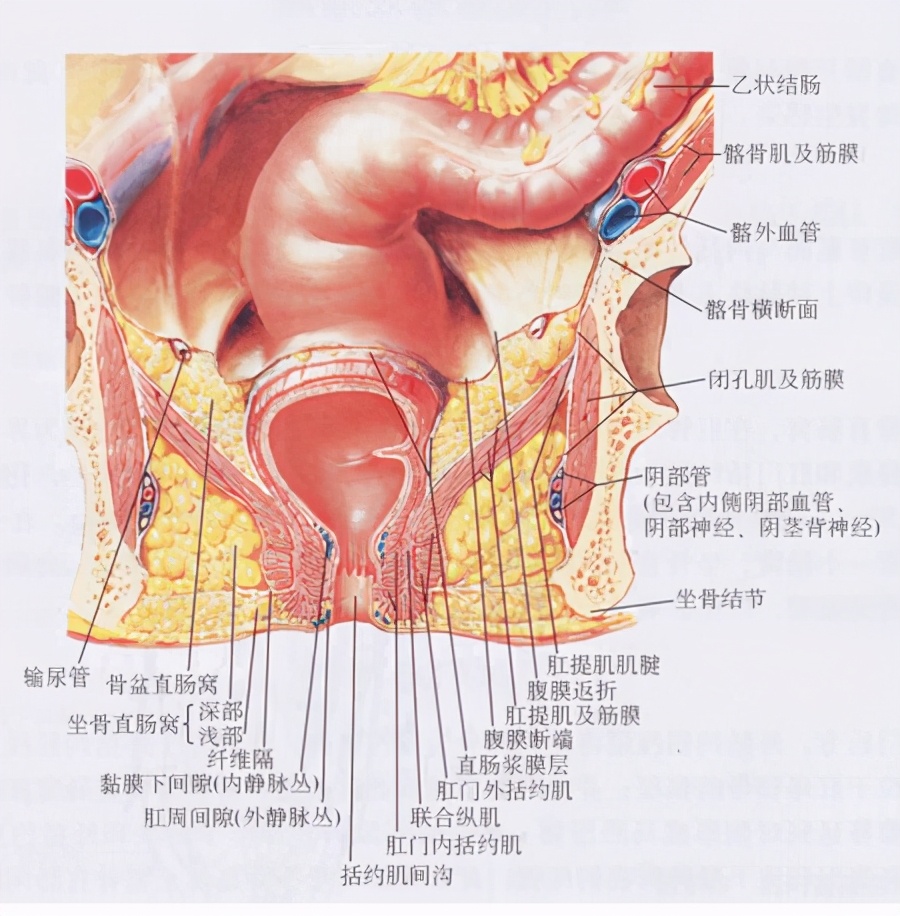 肛门狭窄的症状及治疗,肛门狭窄的症状及诊断标准