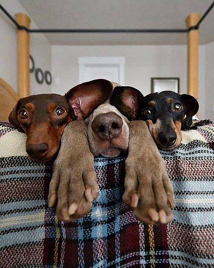 宠物囧图,宠物恶搞图