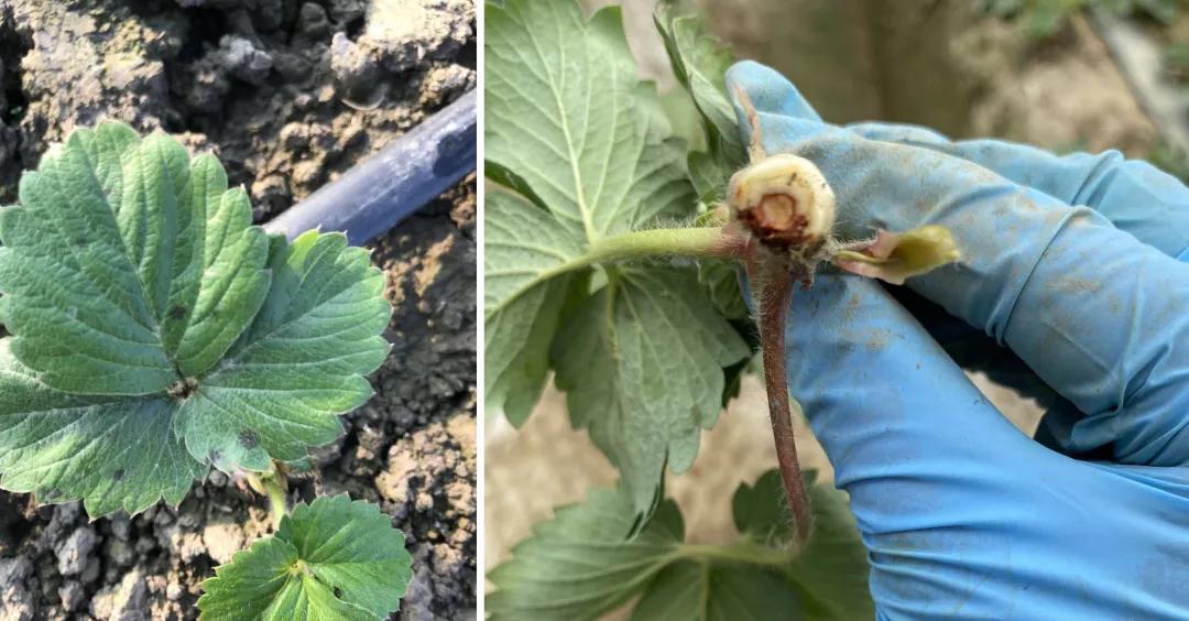 大棚移栽草莓生长全过程,草莓移栽前应如何处理