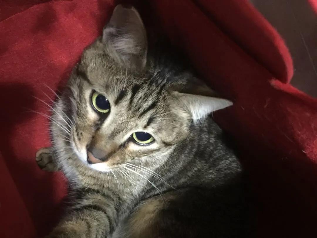 跟着我们猫狗大联盟，你会有喵的！黄阿姨猫咪领养专场