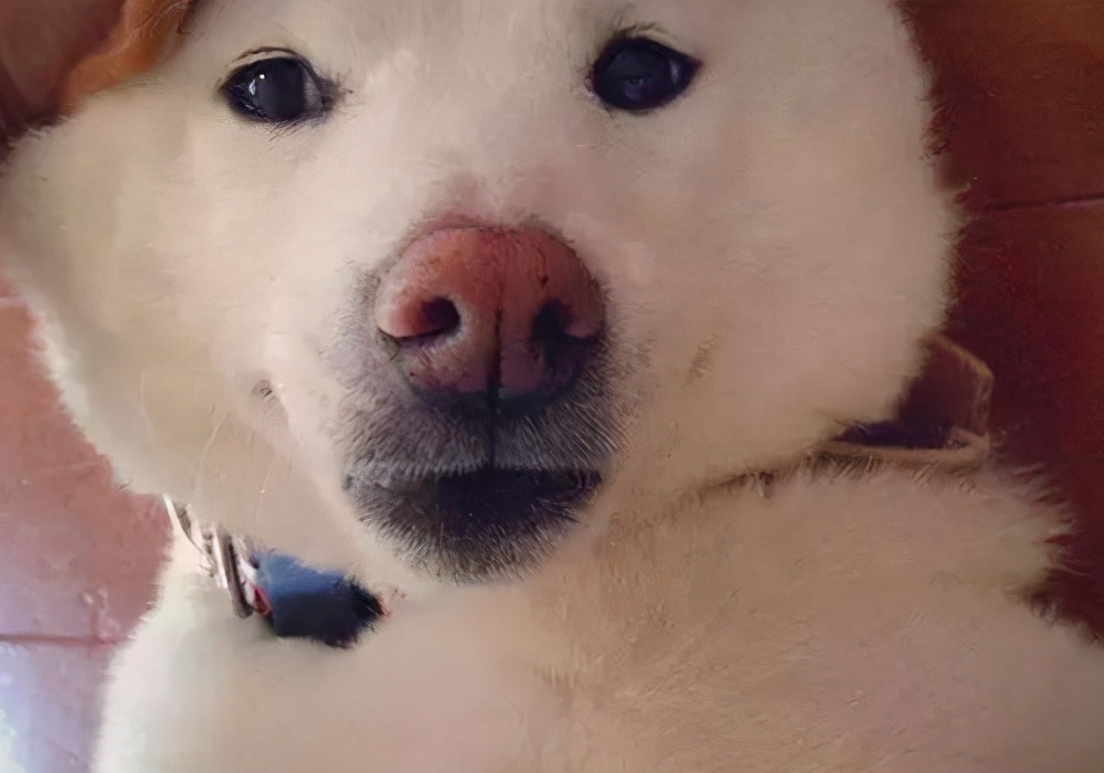 狗狗走丢怎么找,狗狗走丢了一般会躲在这6个地方