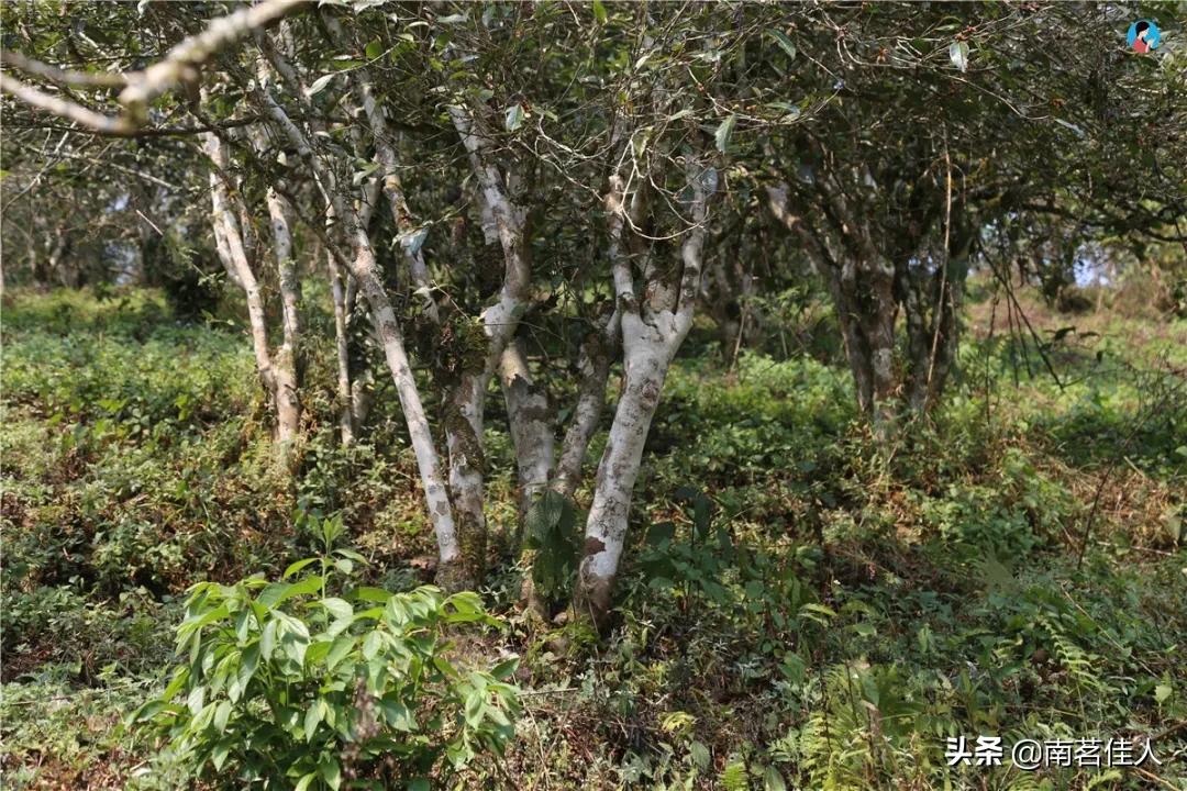 重走茶马古道,重走茶马古道的感觉