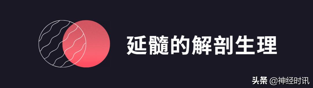 脑干解剖,脑干神经解剖