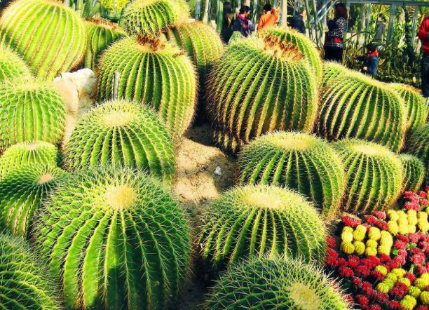 好养又能开花的仙人球有哪些,开花多又好养便宜的仙人球