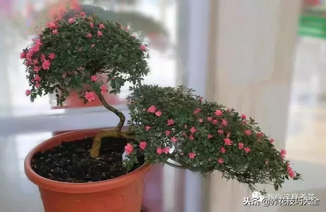 刚栽的杜鹃花蔫了怎么办,杜鹃花死了一半怎么回事