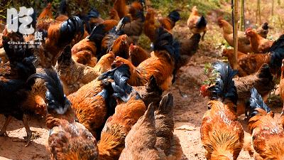 昆明采摘一日游,昆明采摘游