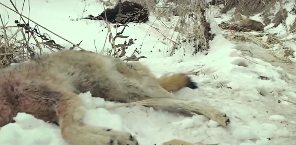 75岁老头被狼群追杀徒手大战狼群,放羊老汉遭遇狼群