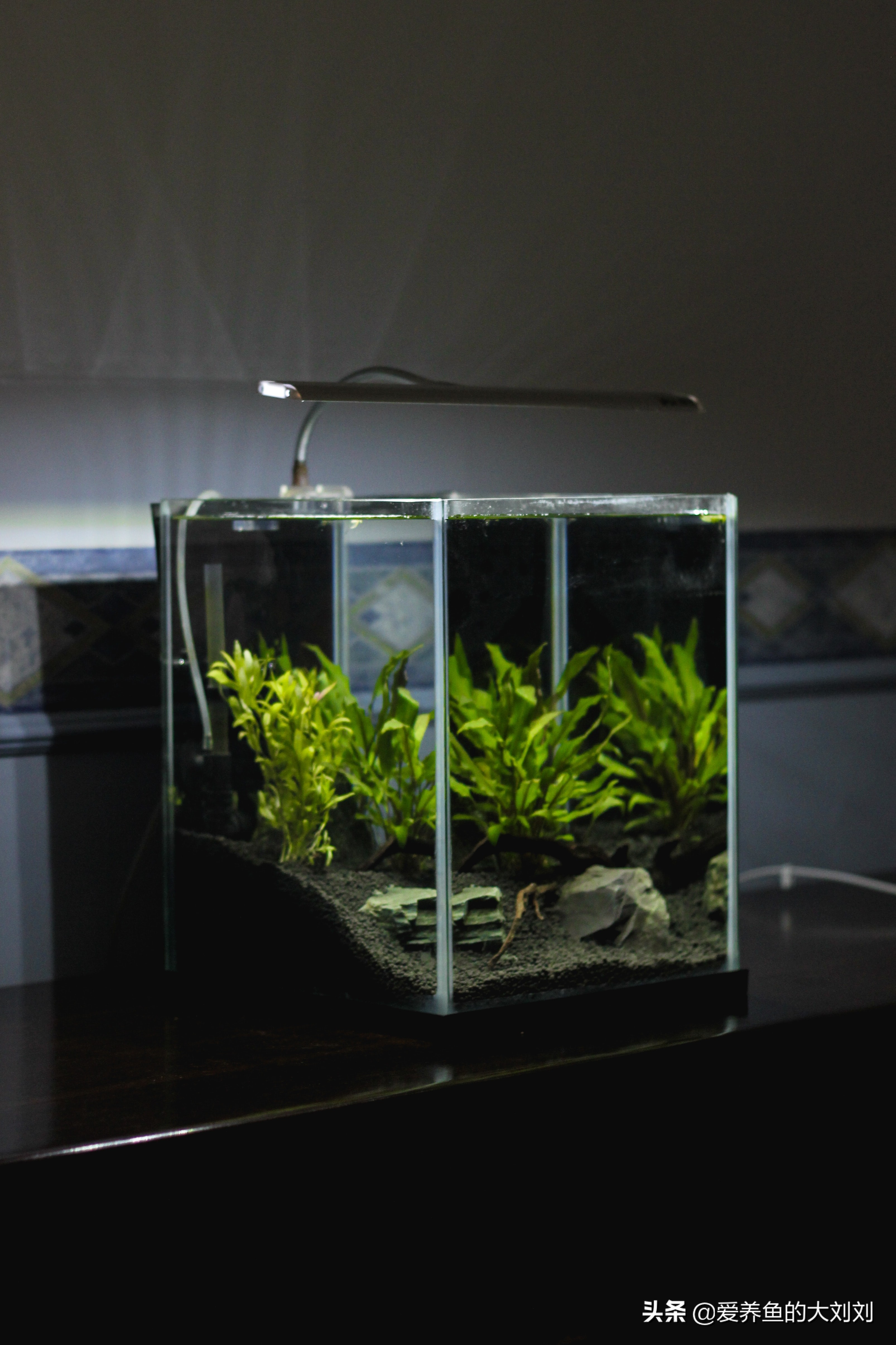 鱼缸水黄浑浊怎么解决视频,鱼缸水浑浊原因和解决方法