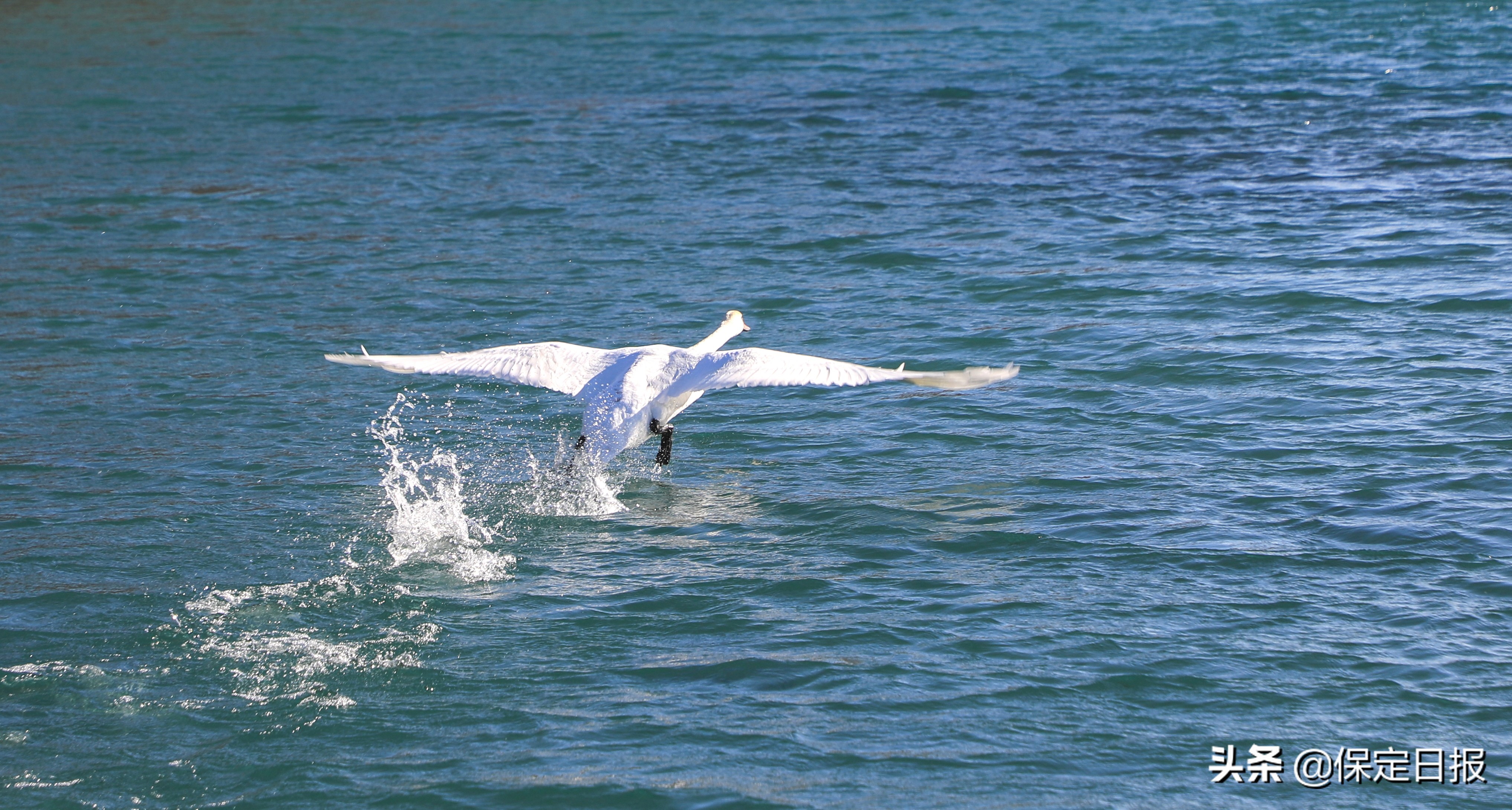 旺隆湖天鹅,旺隆水库白天鹅