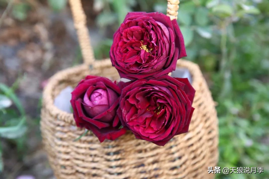 月季花瓣里面藏的黑虫,月季土里有黑虫子怎么回事