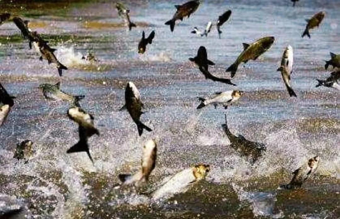 亚洲鲤鱼到底有多厉害,亚洲鲤鱼泛滥成灾的视频