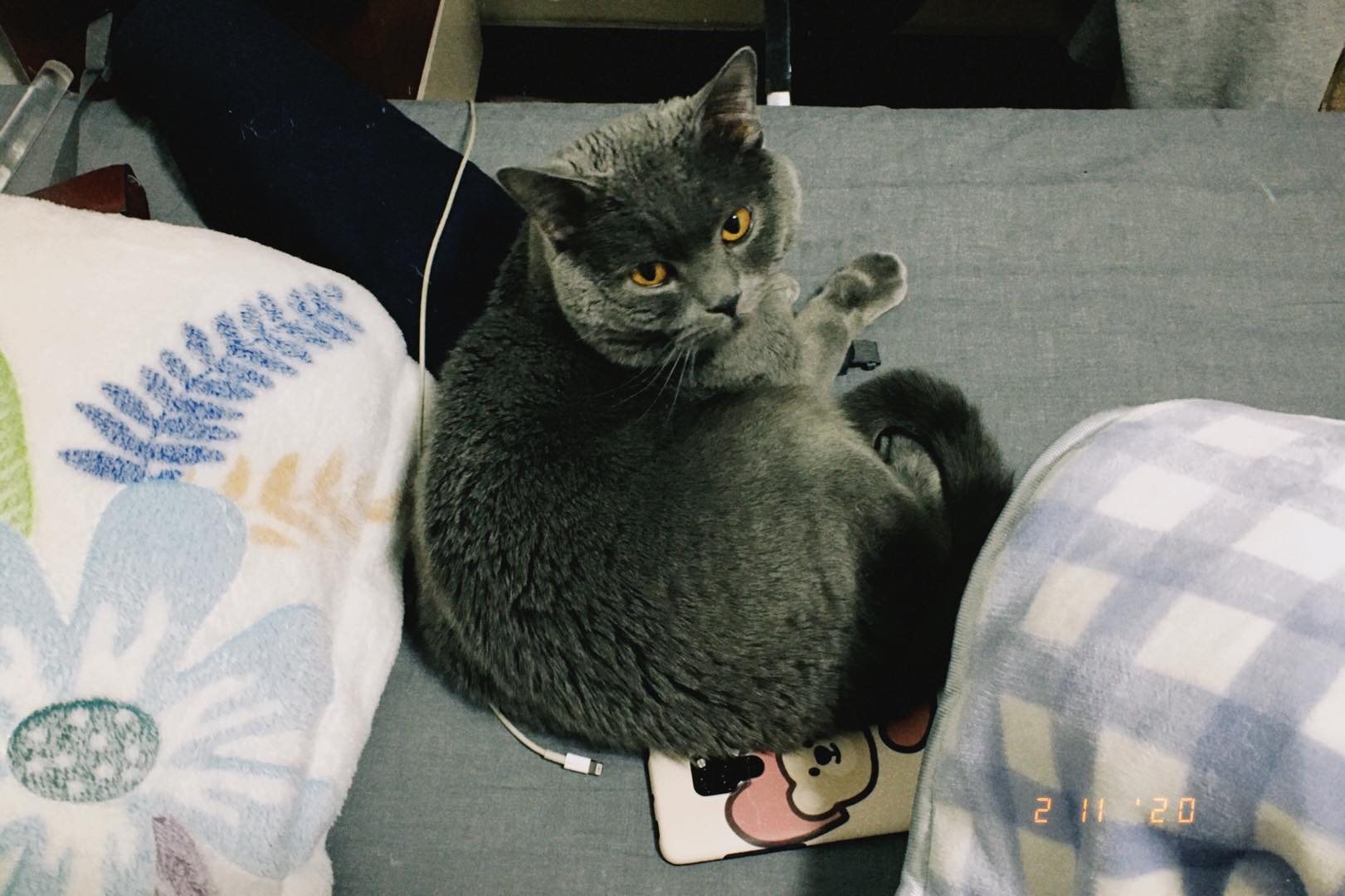 如何最低成本治疗猫咪的毛球症,治疗猫咪太贵了怎么办