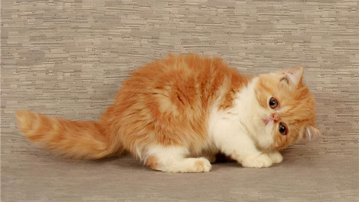 如何正确的养一只加菲猫,为什么不建议养加菲猫