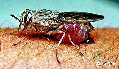 蛛蝇NycteribiaStylidiopsis