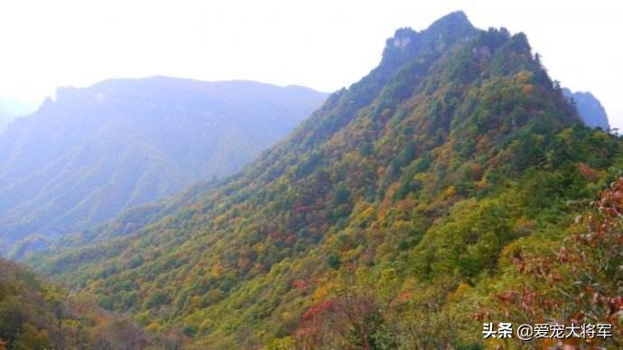 猛犬在身边也挡不住它们，爷爷口述我整理，我们村老猎人遇到的事