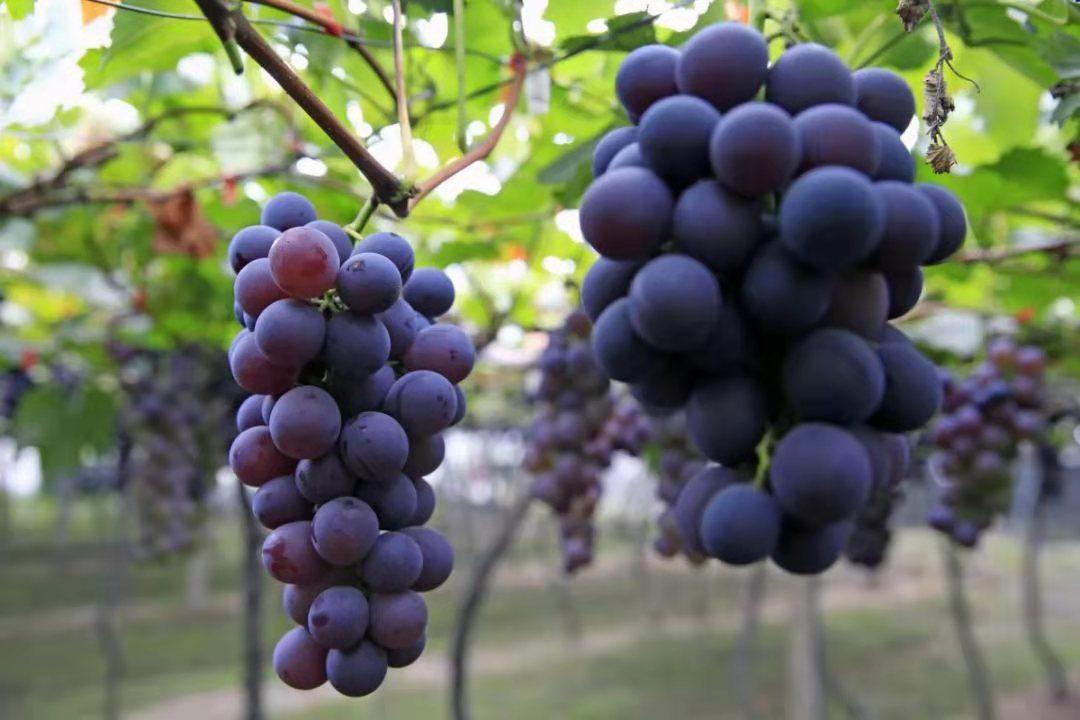 西昌种植葡萄最新规定,西昌种植葡萄的优势劣势