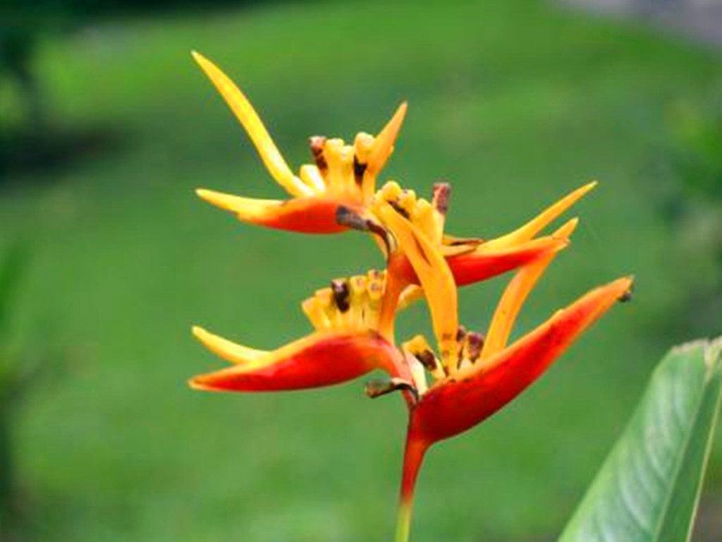 富贵鸟和蝎尾蕉,富贵鸟蝎尾蕉
