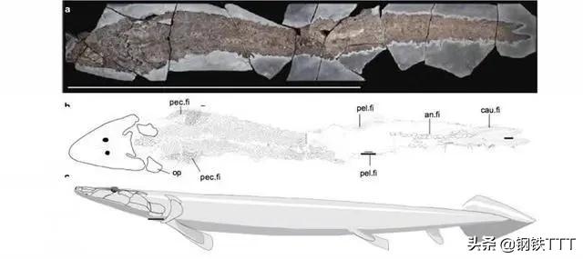 哺乳动物都是有生殖器官的吗,为什么哺乳动物都是四条腿