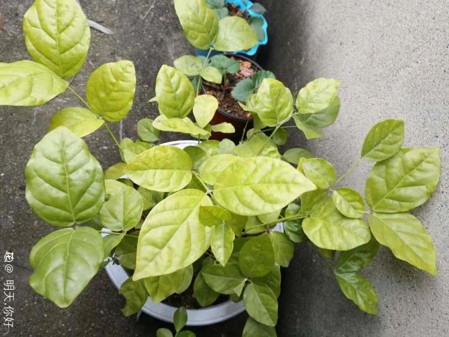 花买回来叶子蔫了怎么办,花掉花苞有什么好方法吗