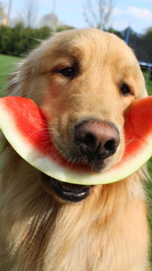 狗狗为什么爱吃蔬果,狗狗吃东西有什么注意事项