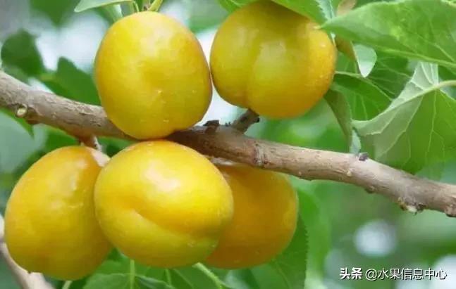 中国水果大全,中国水果大全图片和名字