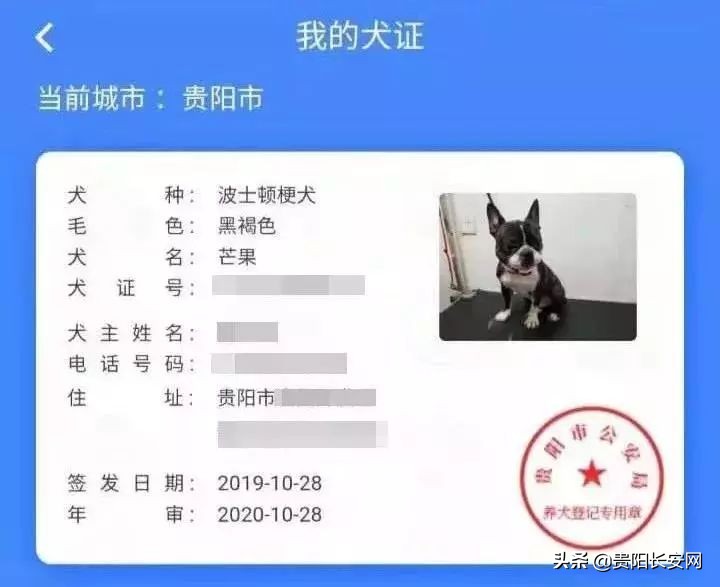 在贵阳怎么给狗办证,贵阳小型犬需要办狗证吗