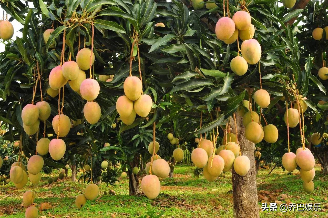 孕妇可以吃芒果吗有什么功效,孕妇能吃芒果吗有影响吗