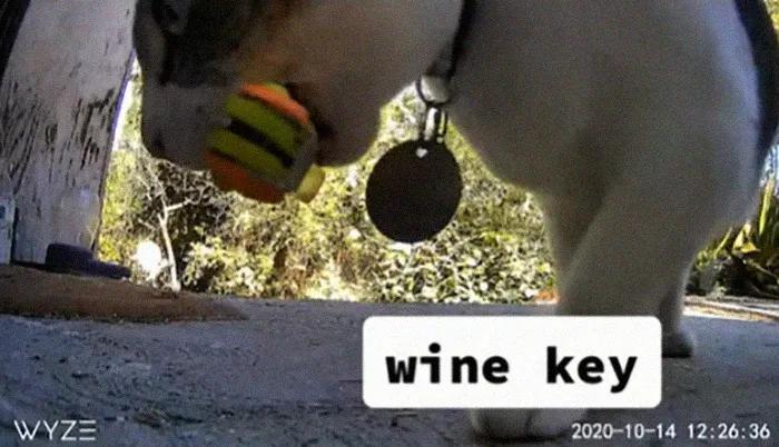 国外中国人遇到中华田园猫,中华田园猫在海外保护主人