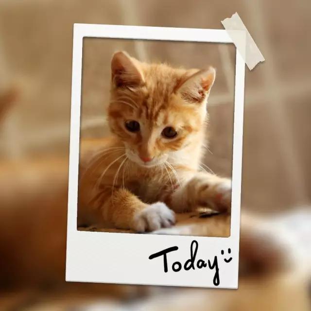 流浪猫被好心人收养结果恩将仇报,流浪猫被救下重获新生