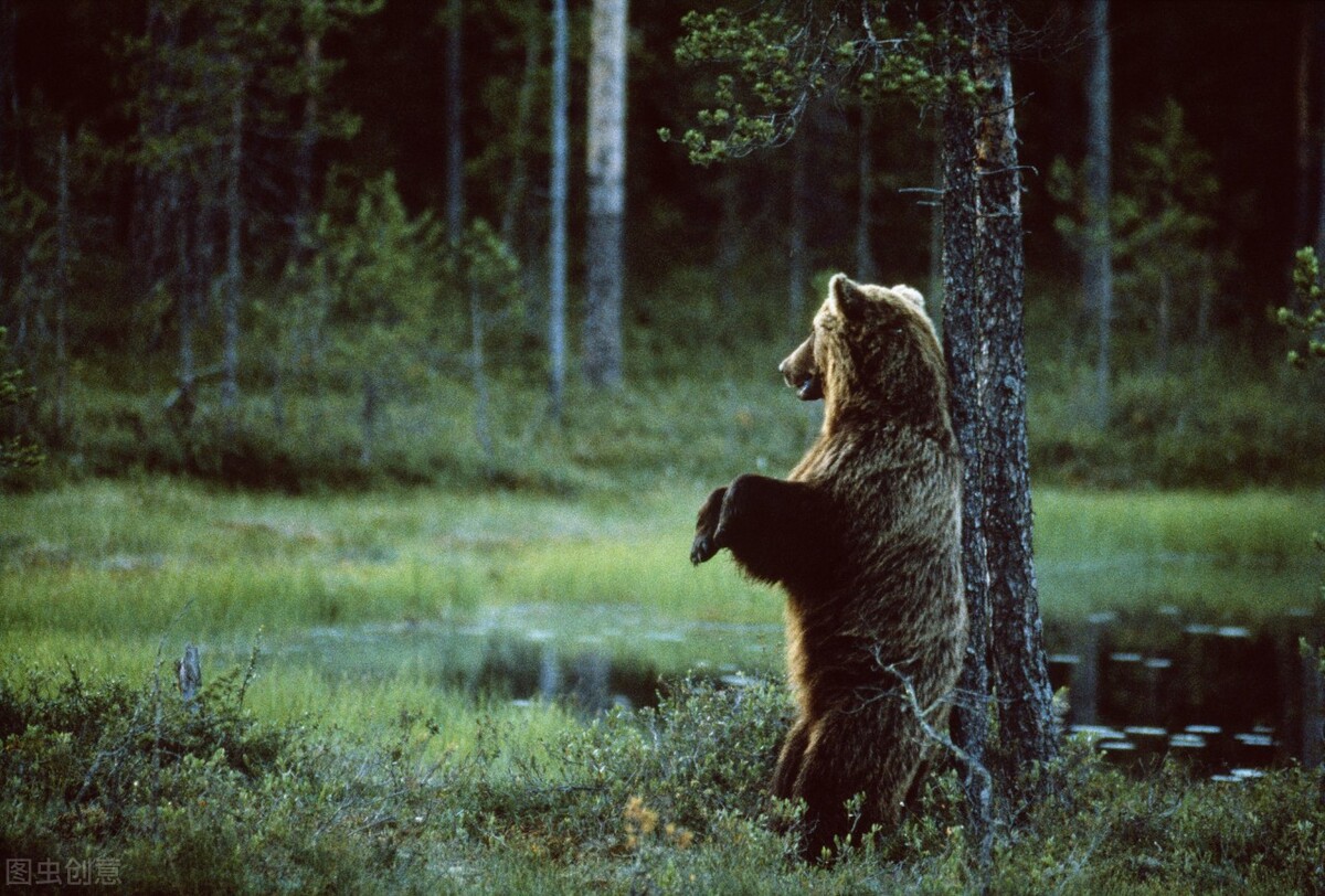 俄罗斯奇闻：男子被棕熊咬伤存储熊窝一个月，竟靠尿液活下来