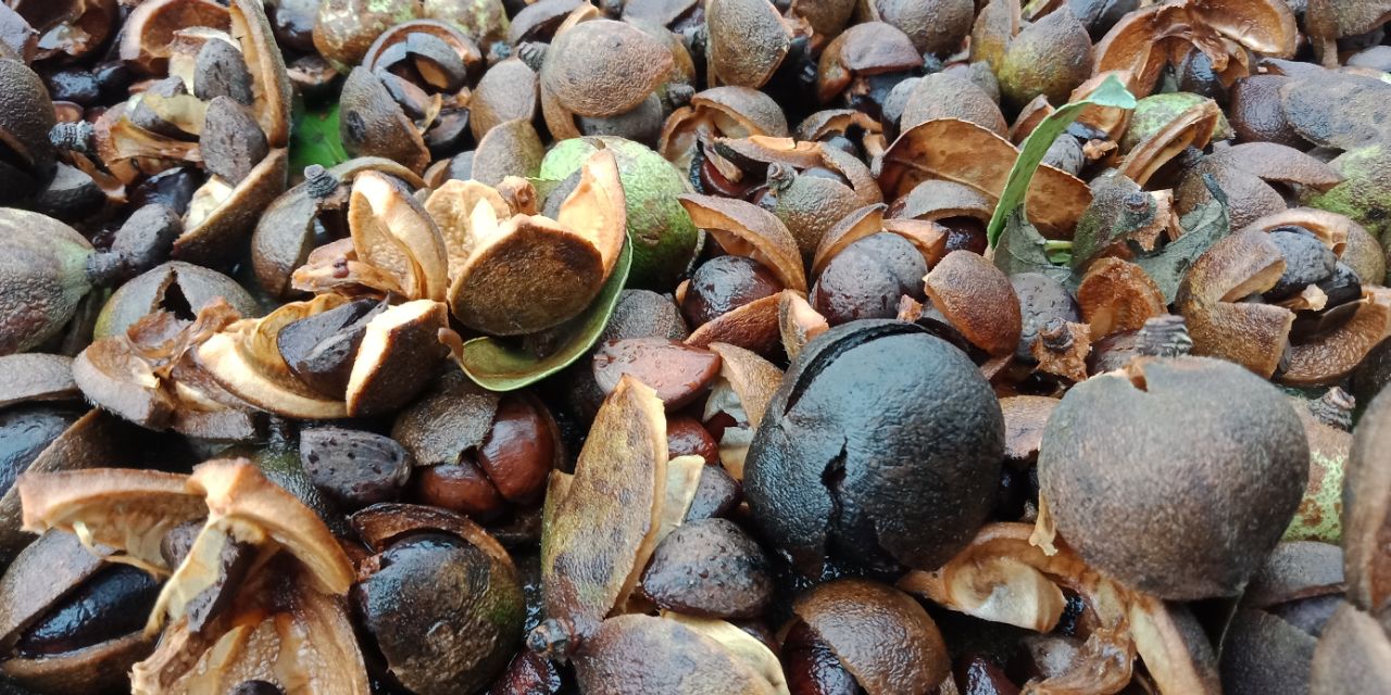 自己种茶籽油一般多少钱一斤,农村的油能卖多少钱一斤