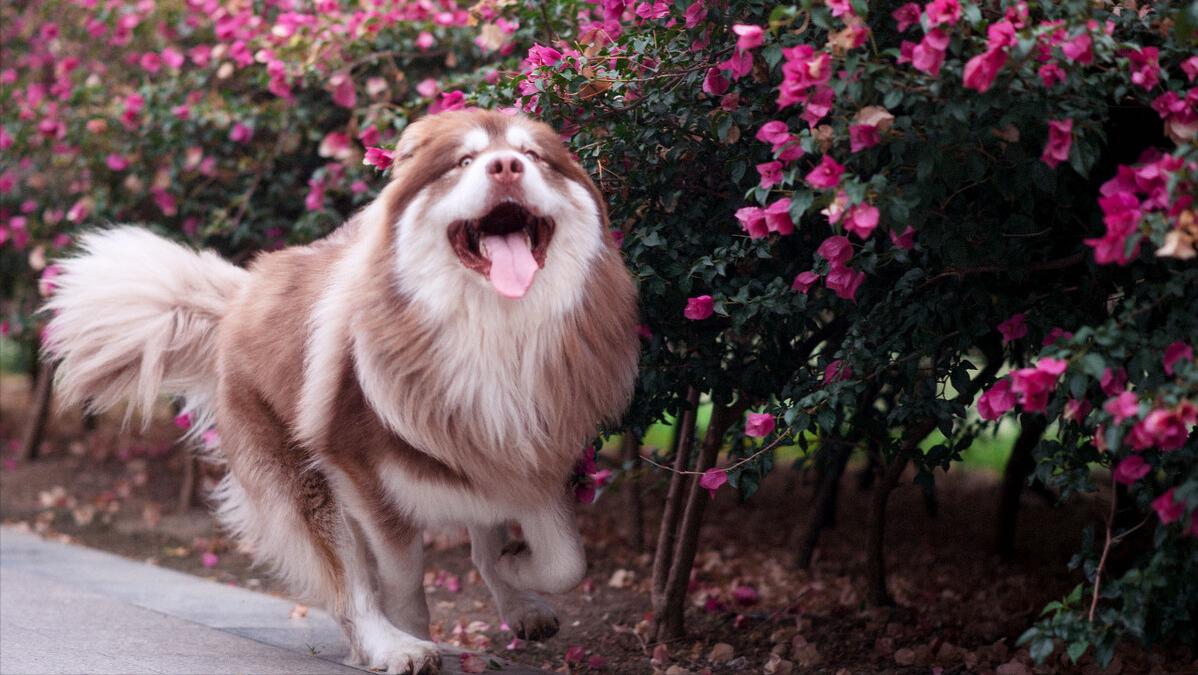 哪个品种的狗狗又好养又乖巧懂事,什么品种的狗狗适合有孩子家庭养