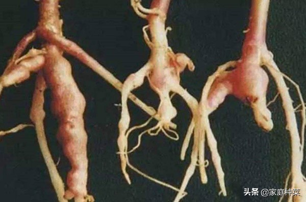 胡萝卜产生“佛手”,虽然看起来很漂亮,却可能导致植株提早死亡