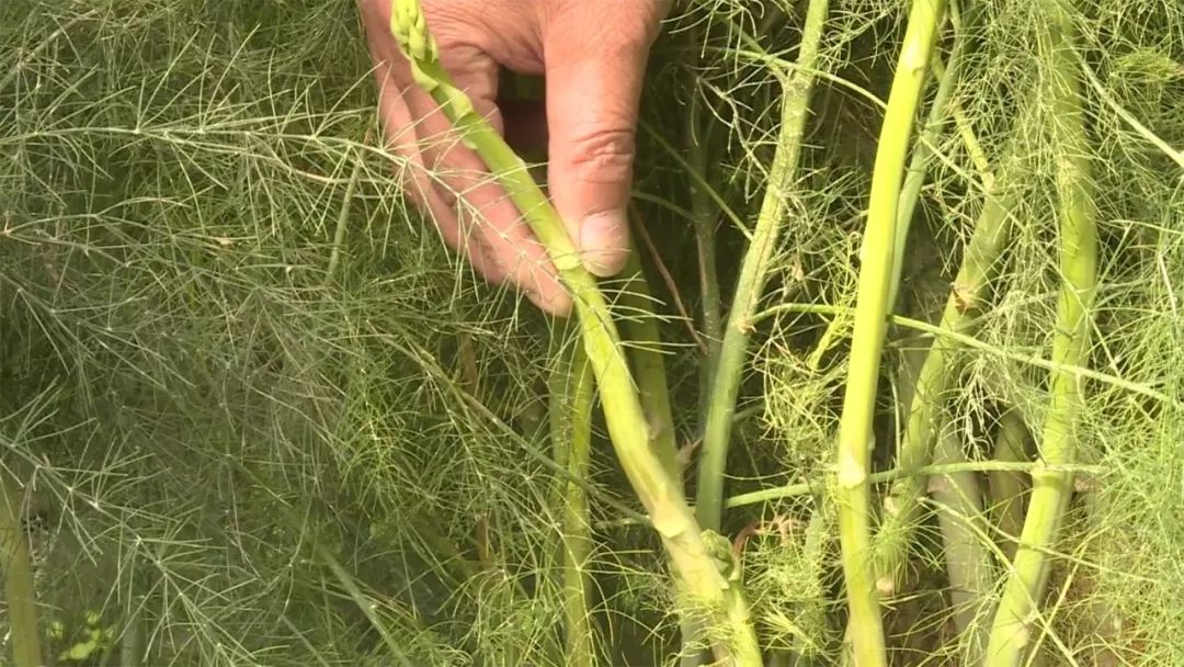 如皋城北街道野林村芦笋现状,芦笋产业乡村振兴