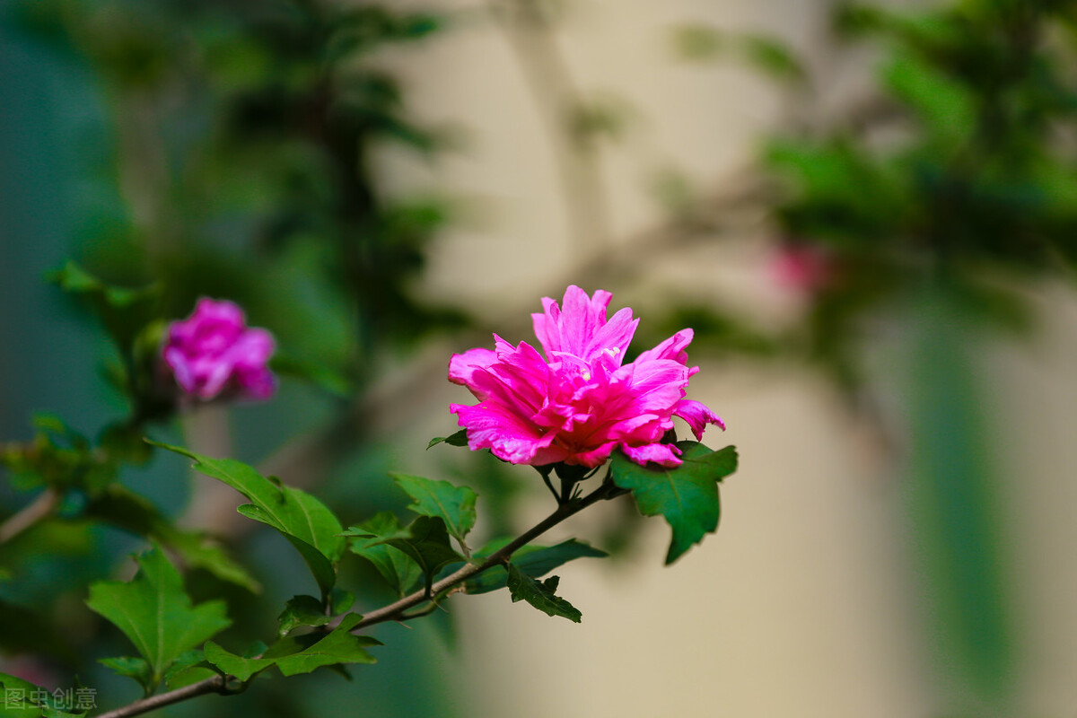 郁郁葱葱的多肉植物,适合阳光足的一年四季开花的植物